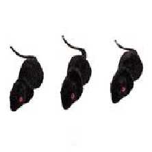 Schwarze Mäuse
