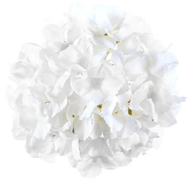 Hortensie weiß, Blume, 20 cm
