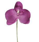 Orchideen, 6 Stück lila
