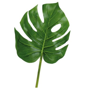 Monsterblatt, grün 24 x 78 cm